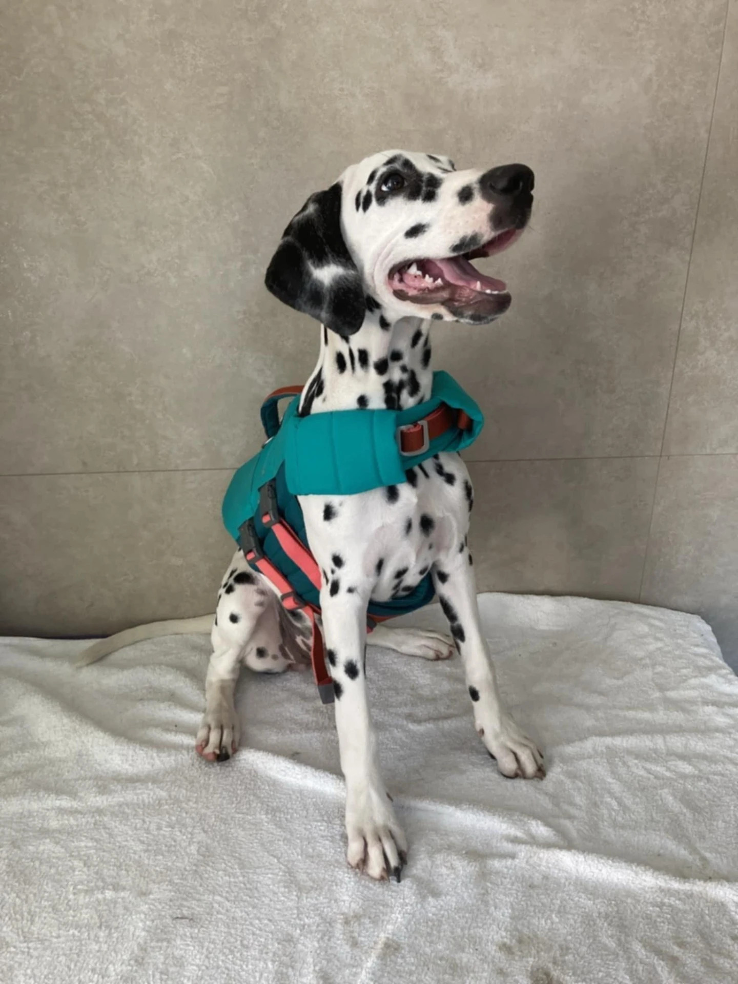 Daisy a Vízikutya kutyauszoda & wellnessbe