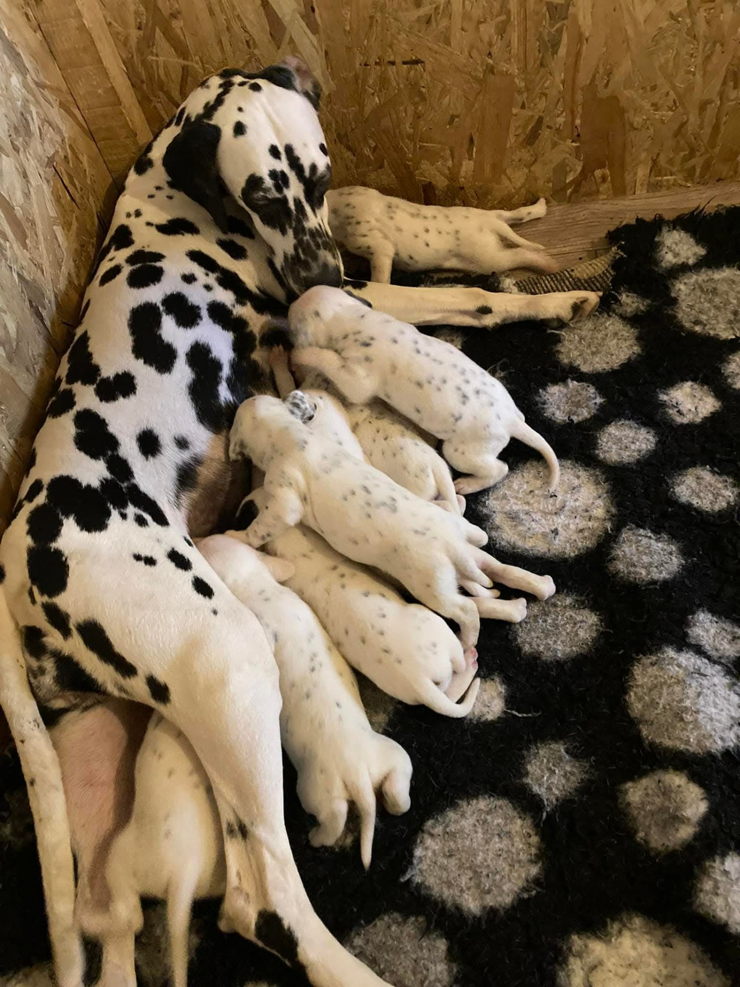 Lady Gaga és a kölykök, közöttük Daisy is ott lapul